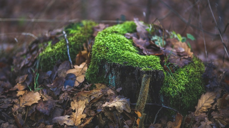 moss on a dead tree