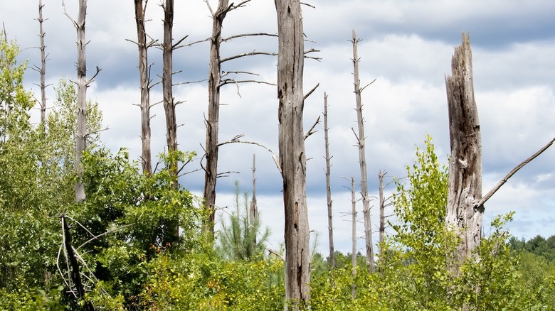 How To Repurpose Dead Trees In Your Backyard