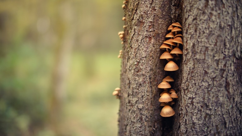 mushrooms on a tree