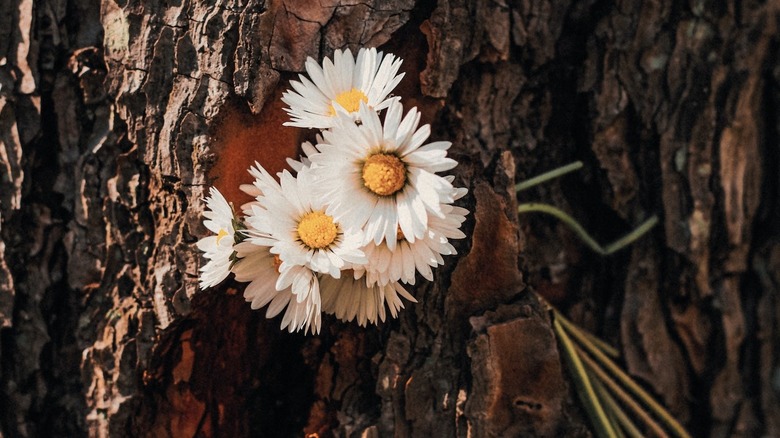 flowers on a tree