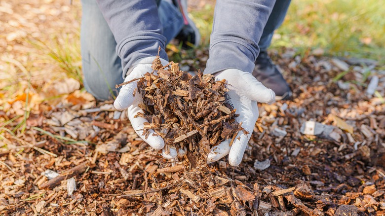 gloved hands holding mulch