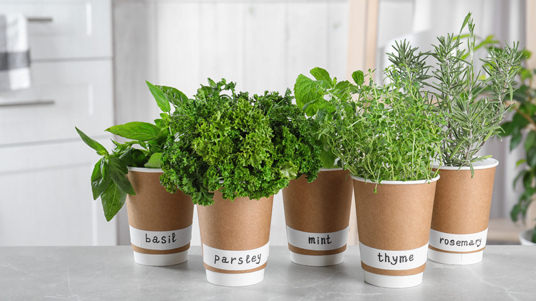 labels around plant pots