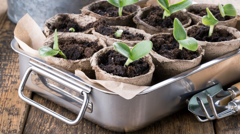 seedlings in metal pan