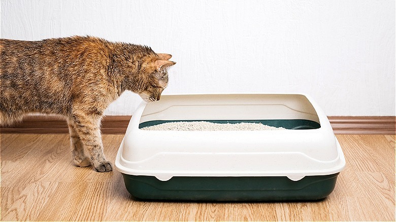 Cat looking in litter box