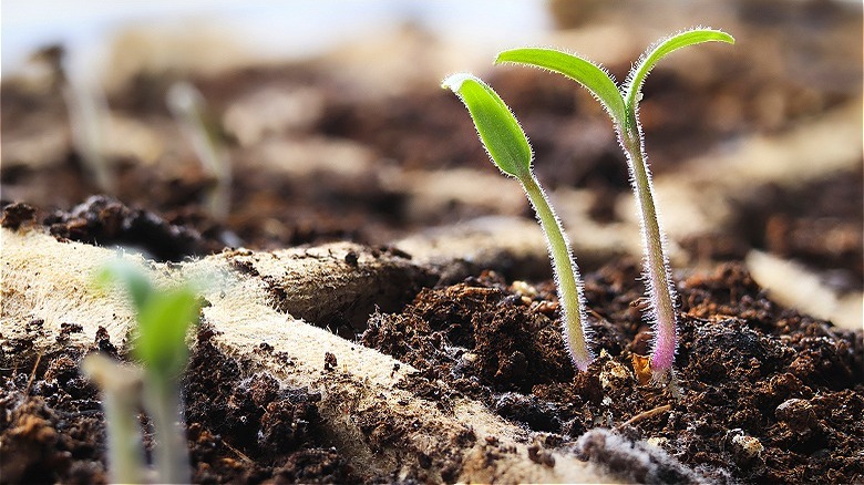 Seed sprouting