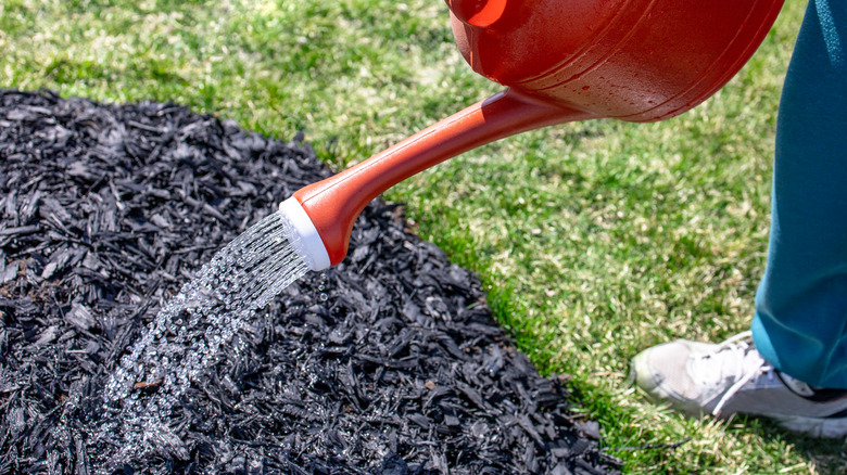 person watering mulch 