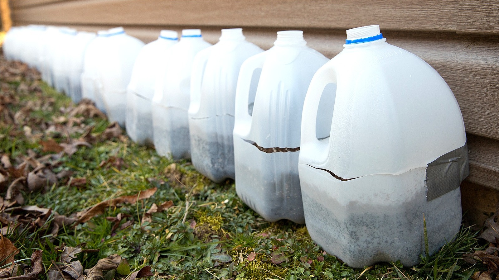 Milk As Fertilizer - Feeding Plants With Milk