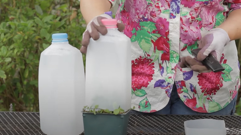 person placing jug over plant