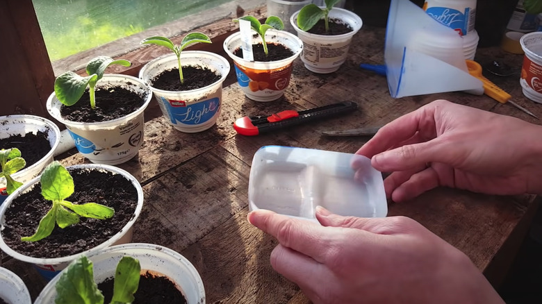 person holding plastic seed tray