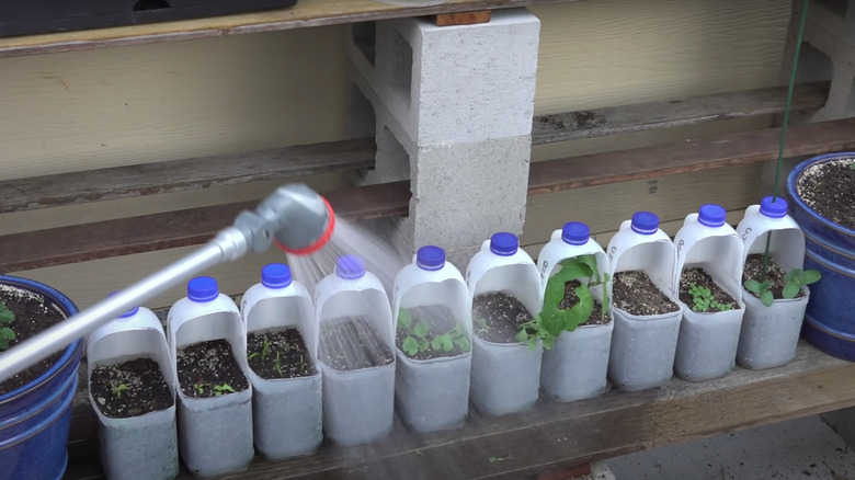 person watering plants in jugs
