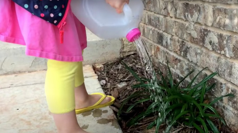 girl watering plant with jug