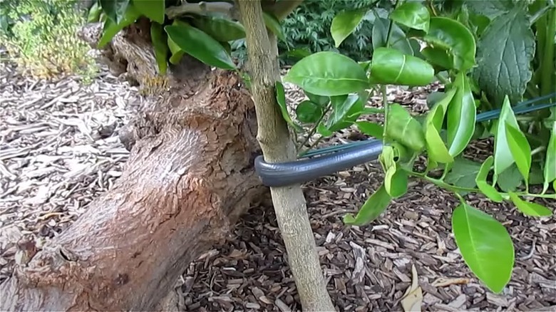 hose helps secure tree