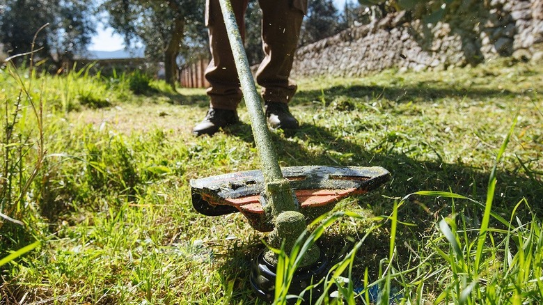 A person using a weed eater to cut lawn grass with stone wall fence in the background