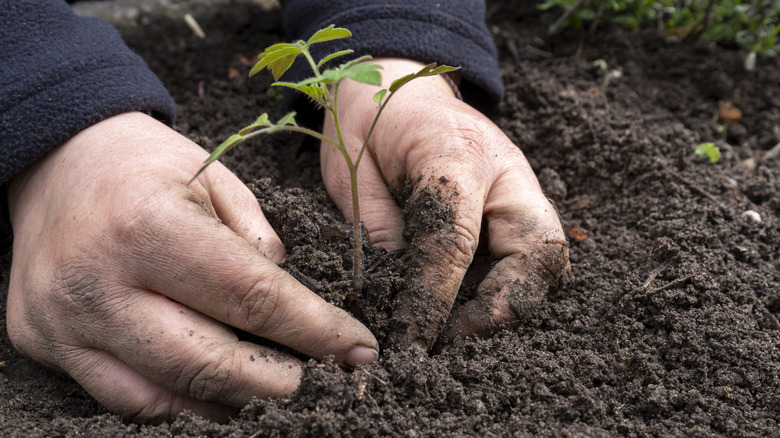 Two hands covered in dirt plant a seedling