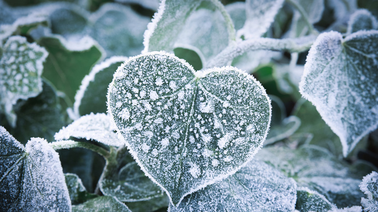 Frost on a plant leaf