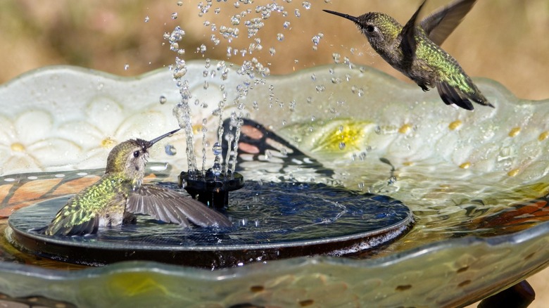 hummingbirds bathing in solar-powered fountain