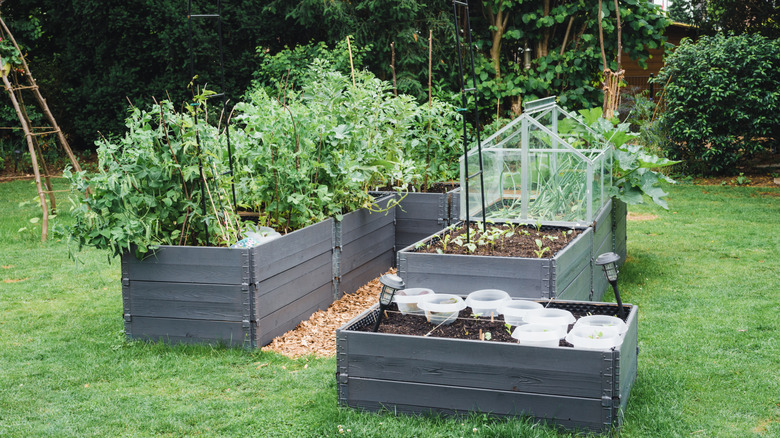 Raised pallet gardens in a yard