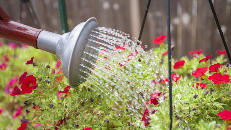 Watering can watering hanging basket flowers