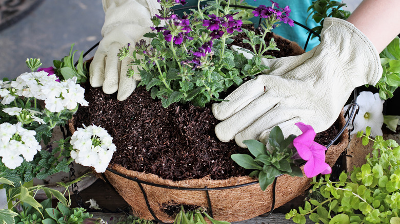 Person planting flowers in hanging basket