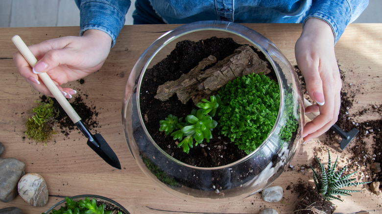 Person potting succulents