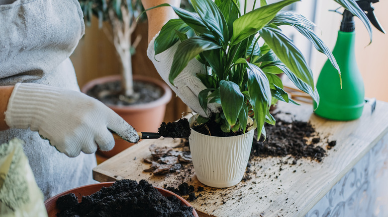 person repotting plant