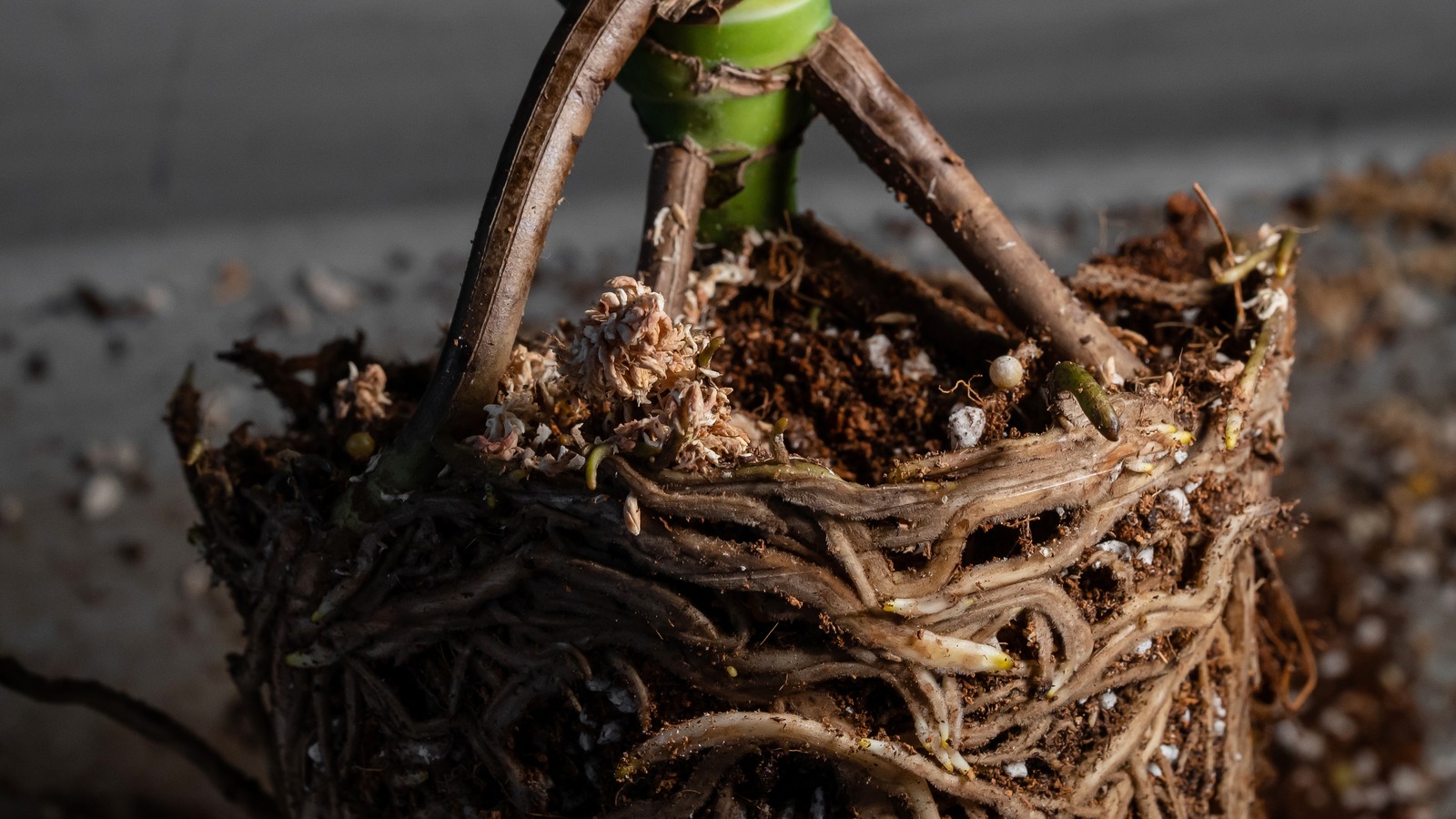 how-to-revive-a-root-bound-houseplant