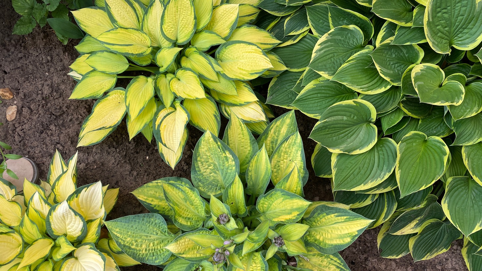 Hosta Funkia Mix С†РІРµС‚С‹