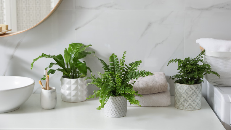 Ferns in pots on a bathroom sink