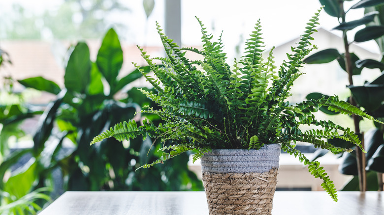 Fern in pot on table