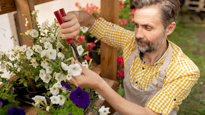 man pruning white petunias