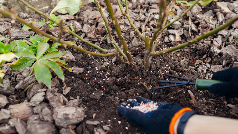 Adding nutrients to rose bush