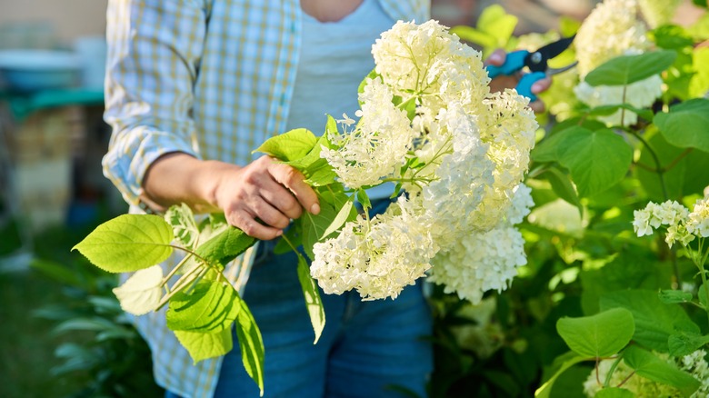 Person holding white hydrangea flowers