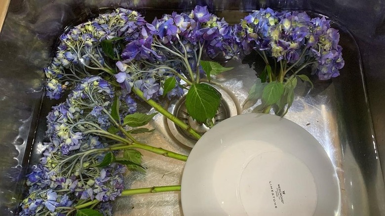 Purple hydrangeas soaking in sink