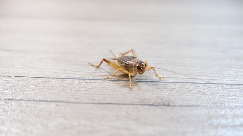 Cricket on a wooden plank