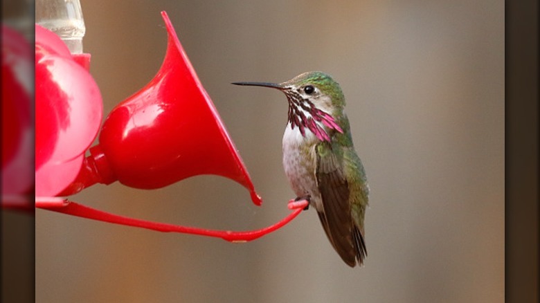 hummingbird at a feeder