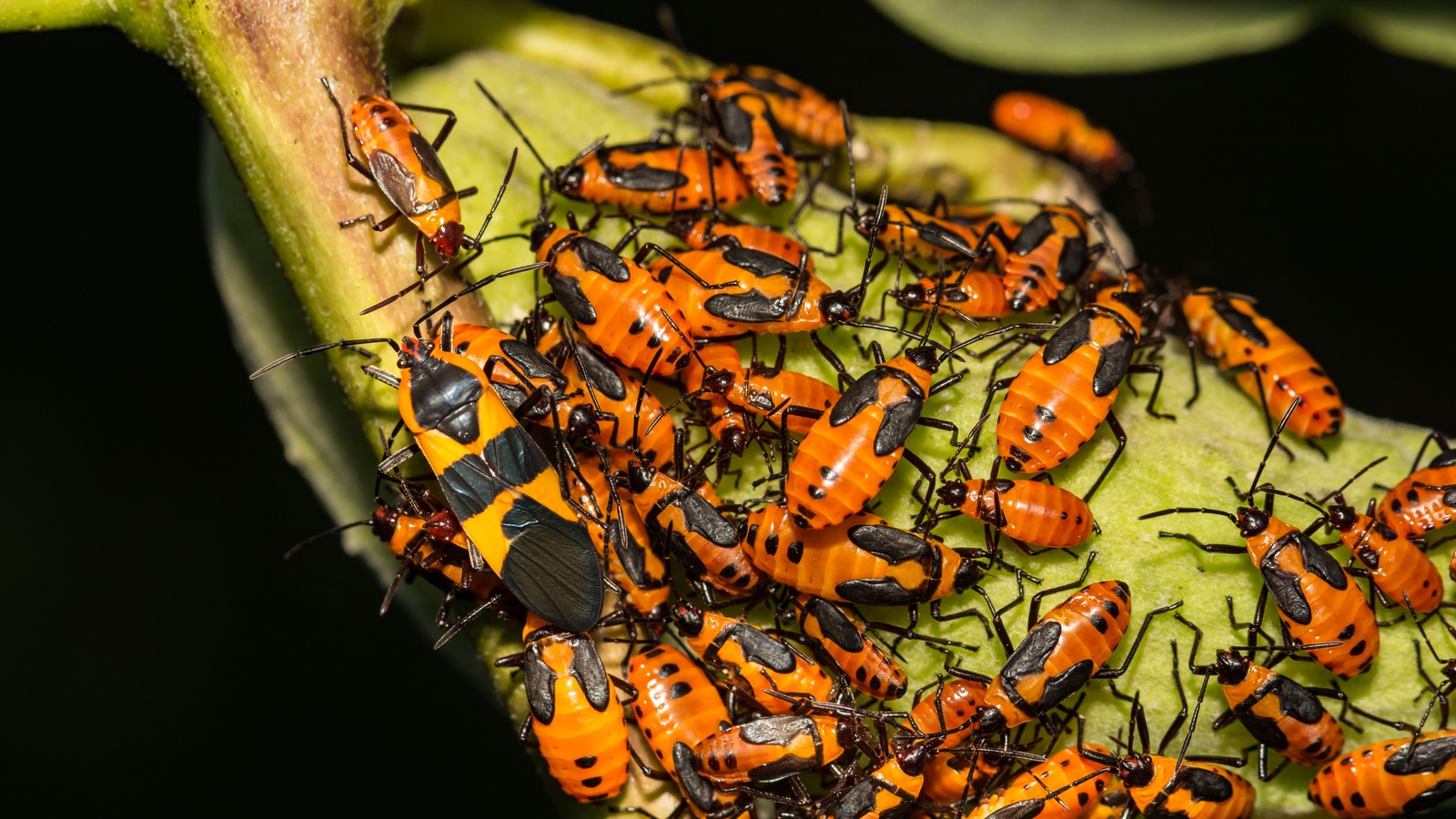 How To Safely Deal With Milkweed Bugs