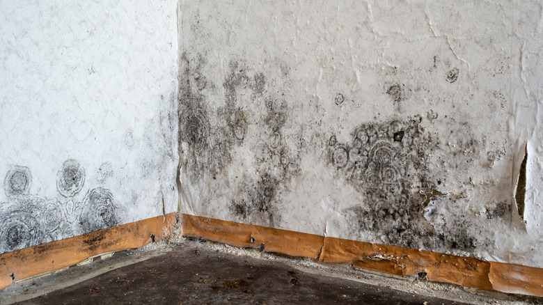 Mold on a wall