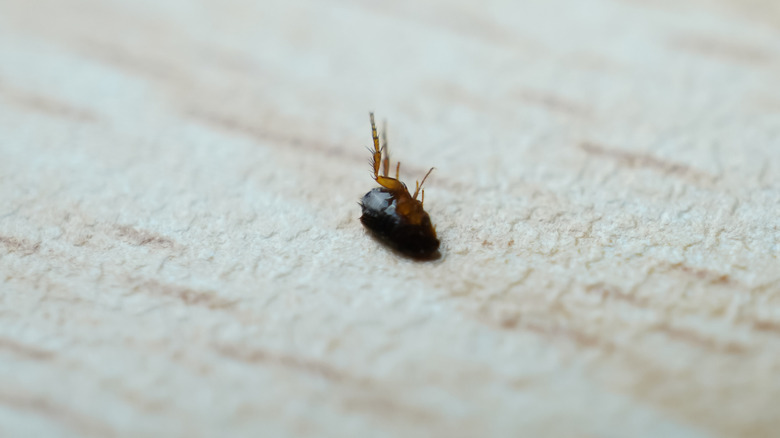 dead flea laying on hardwood floor