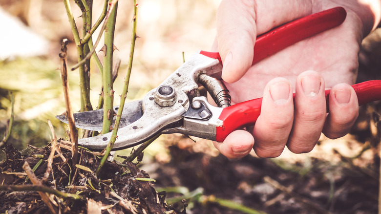person using pruning shears