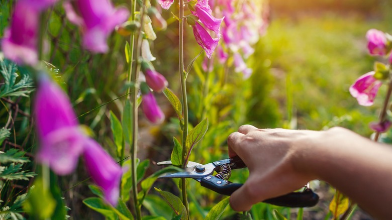 person cutting foxglove plants