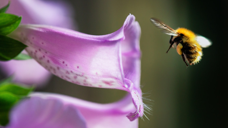 bee flying near foxglove