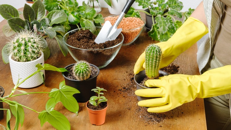 yellow gloved hands repotting cacti