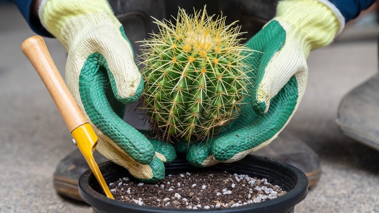 gloved hands repotting cactus