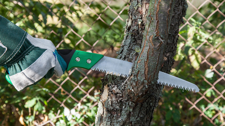 person using pruning saw on tree