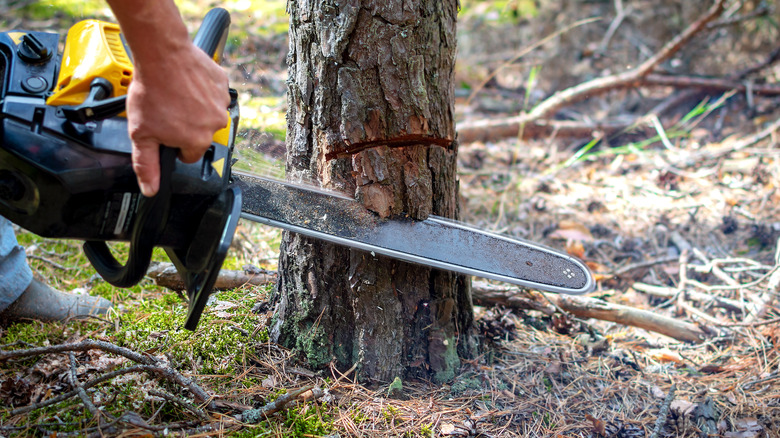 chainsaw cutting down a tree