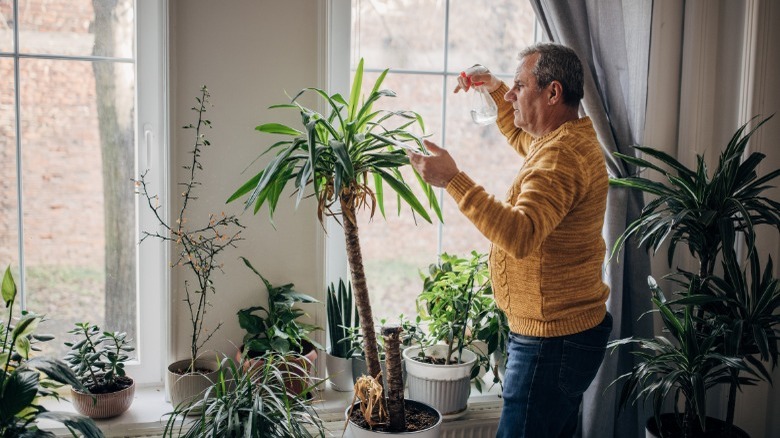 Man watering his house plants