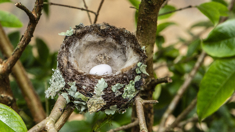 moss and lichen hummingbird nest