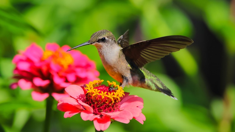 hummingbird drinking from a flower