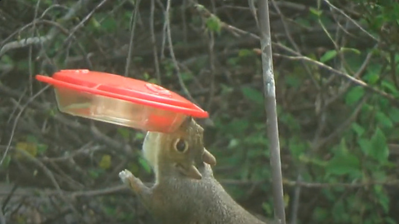 squirrel drinking nectar from feeder