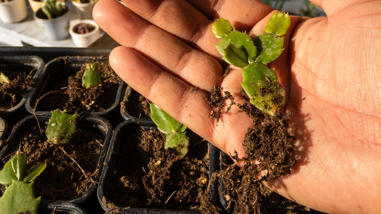 Person holding roots of Christmas Cactus 